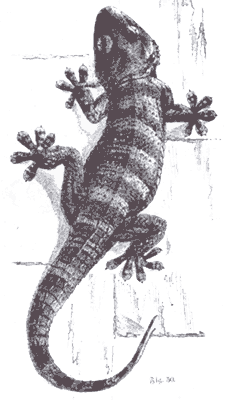 Galeotes - Ascalabotes - Tarentola mauritanica - геккон стенной